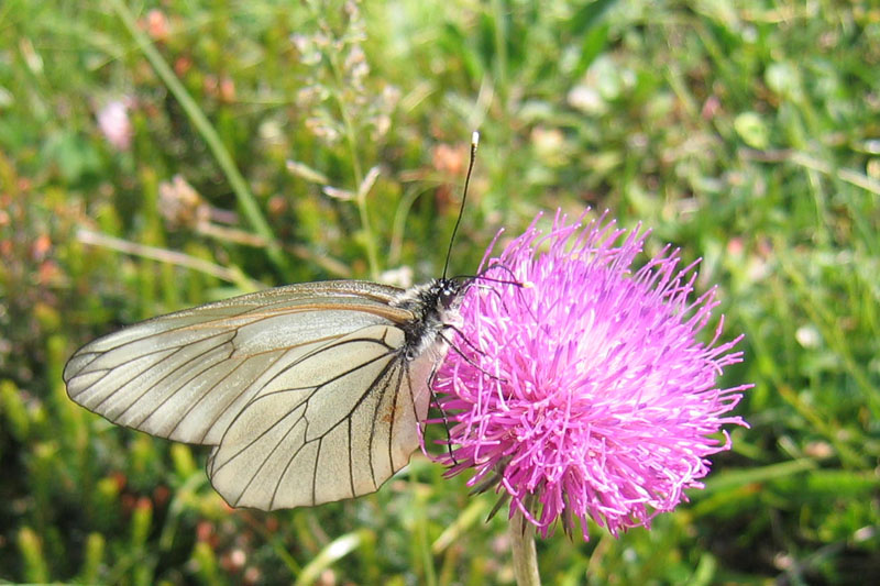 Aporia crataegi - Pieridae..........dal Trentino